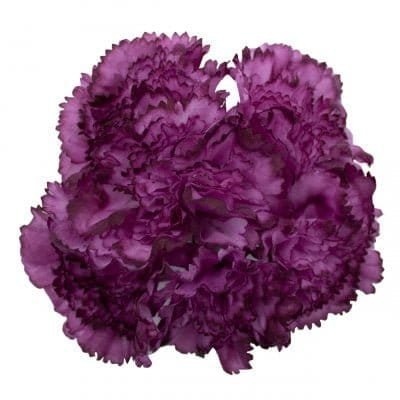 Ramillete de cinco claveles pequeños morado