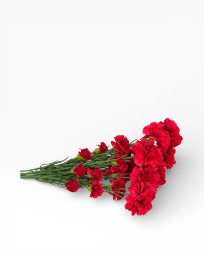 LBF Ramillete  grande de claveles variados. Varios colores